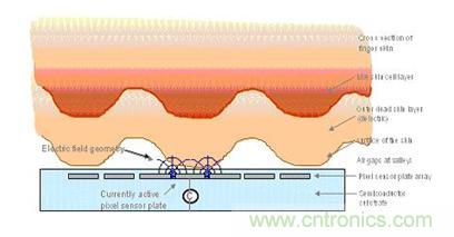 黑客竟能從手指照片複製指紋，指紋識別還安全嗎？