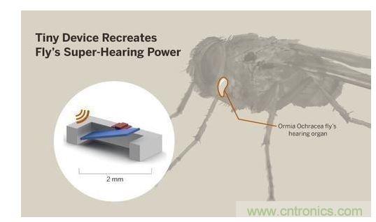 顯示研究人員們經由這種寄生蠅的聲音處理機製啟發，開發出一款低功耗的麥克風組件。
