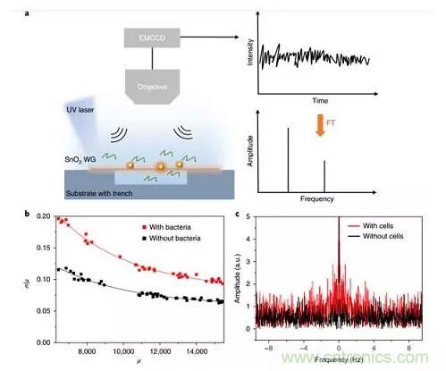 新型納米級光纖應力傳感器：用於分子和細胞水平機械探測